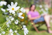 Étape par étape pour cultiver Cosmos 'Gazebo White' et planter en parterre de fleurs