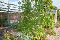 Jardin potager avec des supports de plantes en bordure de légumes surélevés de plus en plus de haricots verts grimpants