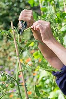 Étape par étape pour cultiver des tomates en pots - couper les pousses latérales pour encourager la croissance