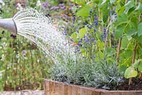 Étape par étape pour planter de la lavande dans une bordure végétale surélevée - arroser de nouvelles plantes