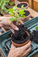 Étape par étape pour diviser et rempoter les plantes Pelargonium 'Black Knight' en pots - plantation de plantes divisées