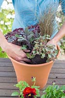 Étape par étape pour planter un pot coloré - raffermir le compost autour des plantes