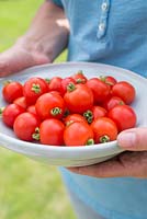 Étape par étape pour cultiver la tomate 'Tumbling Tom Red' - Récolté