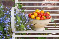 Étape par étape pour cultiver des tomates. Récolte de tomates récoltées - 'Orkado F1', 'Red Pear', 'Sweet ' n ' Neat' et 'Golden Sunrise'