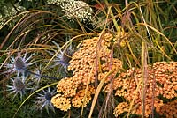 Achillea 'Inca Gold', Eryngium 'Jos Elkins' et Anemanthele lessoniana dans le Landform Garden. Gagnant de la médaille d'or au Hampton Court Palace Flower Show 2012
