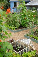Vue du petit potager en été avec des bordures de légumes surélevées de haricots et de la cloche de la lanterne victorienne en premier plan contenant une plante de concombre d'arête