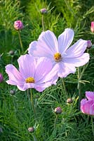 Cosmos bipinnatus 'Sonata Pink'