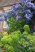 Euphorbe et Ceanothus 'Puget Blue'