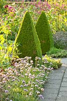 Allium senescens et Buxus en parterre de fleurs