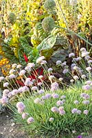 Allium senescens en parterre de fleurs
