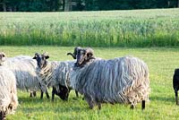 Moutons des landes allemandes. Bélier avec troupeau