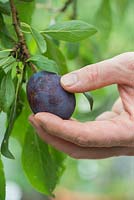 Prunus Domestica - Cueillir une prune Verity dans l'arbre