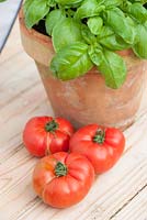 Tomates fraîches cultivées en serre avec pot en terre cuite de basilic frais