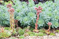 Jardin sec de bardeaux avec sempervivums à fleurs et Euphorbia myrsinites
