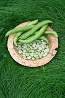 Vicia faba - Fèves et gousses dans un bol en bois sur l'herbe longue