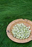 Vicia faba - Fèves et gousses dans un bol en bois sur l'herbe longue