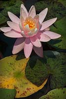 Nymphaea 'Pamplemousse rose'