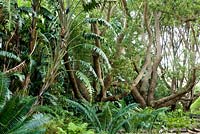 Cinnamomum camphora. Jardin botanique national de Kirstenbosch. Le Cap. Afrique du Sud