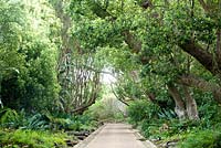 Cinnamomum camphora. Jardin botanique national de Kirstenbosch. Le Cap. Afrique du Sud