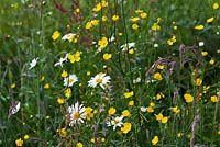 Le pré à Veddw House Garden, Monmouthshire, Wales, UK. La plantation comprend Leucanthemum vulgare, Rumex crispus et Rannunculus bulbous