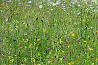 Le pré à Veddw House Garden, Monmouthshire, Wales, UK. La plantation comprend Rhianthus minor, Trifolium pratense et Rumex crispus