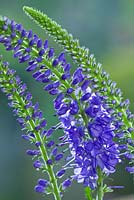 Veronica 'Crater Lake Blue'