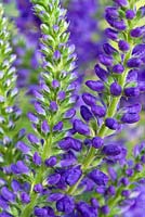 Veronica 'Crater Lake Blue'