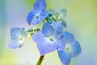 Hydrangea macrophylla 'Teller Blue '