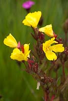 Oenothera tetragona