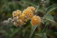 Buddleia x weyeriana 'Honeycomb'
