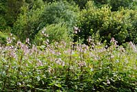 Prairies humides dominées par Impatiens glandulifera, Himalayan Balsam, une plante exotique envahissante au Pays de Galles, Royaume-Uni