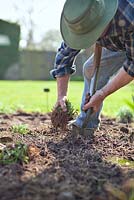 Jardinier plantant des plantes vivaces divisées Rudbeckia californica en avril