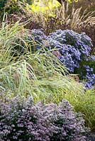 Miscanthus sinensis 'Dixieland' avec Aster oblongifolius 'Favourite Raydon' dans le jardin d'été et la collection nationale de Miscanthus au Bressingham Gardens, Norfolk, UK
