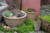 Plantes vivaces succulentes disposées en pots d'argile - Artemisia schmidtiana 'Nana', Sedum et Sempervium