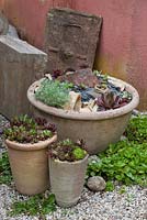 Arrangement de vivaces en pots d'argile - Artemisia schmidtiana 'Nana', Sedum et Sempervium
