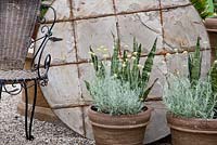 Détail d'un patio méditerranéen avec chaise en fer et osier, pots en terre cuite sur fond de table ronde en béton, Helichrysum italicum 'Sansevieria'