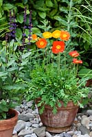 Pots en terre cuite sur gravier avec Papaver nudicaule et Salvia nemorosa 'Caradonna'