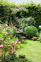 Chaises de jardin en bois à côté de sphères, de roses et d'une haie de charme - Buxus, Carpinus betulus et Rosa