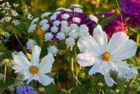 Ammi majus 'Reine d'Afrique', Cosmos bipinnatus 'Sonata White' et Zinnia elegans 'Benarys Riesen Violett'