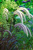 Artemisia capillaris 'Grune Feder', Callistephus chinensis 'Standy Dunkelblau' et Pennisetum setaceum 'Kupfer'