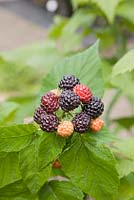 Rubus occidentalis 'Jewel' - Framboise noire