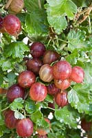 Ribes uva-crispa 'Pax' - Groseille à maquereau
