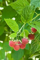 Rubus idaeus 'Malling Leo' syn. 'Leo' - Framboise