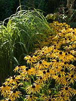 Rudbeckia fulgida sullivantii 'Goldsturm' et Spartina pectinata 'Aureomarginata' - Broadview Gardens, Hadlow College, Kent