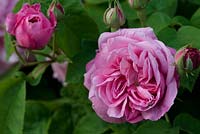 Rosa 'Gros Choux d ' Hollande', une rose Bourbon au parfum riche. Newland End
