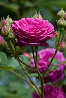 Rosa 'Zigeunerknabe' syn. Rosa 'Gipsy Boy' une rose Bourbon, très parfumée 1909. Newland End