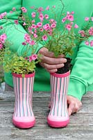 Étape par étape de planter une paire de bottes en caoutchouc recyclées pour enfants avec Diascia 'Little Dancer' - Placer les plantes à l'intérieur des bottes en caoutchouc