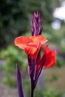 Canna Tropicana 'Black Magic'