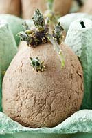 Solanum tuberosum 'Golden Nugget' - Pomme de terre. Pépites de pommes de terre de semence dans une boîte à œufs