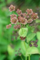 Bupleurum angulosum 'Copper' fleurit en juin
